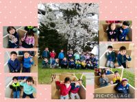 さくらくみ🌸先日、園外保育がありました！百合が原公園でリリートレインに乗り、篠路神社で桜を見てきました☺️みんなとても喜んでいましたよ✨連休明けも元気なみんなに会えるのを楽しみにしています🎵