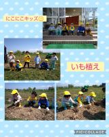 にこにこキッズ☺️２枚目❤️今日はいも植えでした！長靴を履いて少し大きな軍手を付けている子ども達がとっても可愛かったです❤️美味しくなってね✨と土をかけていましたよ😉