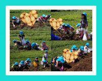 ぞうくみ🐘先週、いも掘りがありました🥔「うわ～！いっぱいある～！」と大興奮で、おいもをたくさん袋に入れていましたよ😆「カレー食べた！」「お味噌汁作った！」と、おいもを使ったレシピを教えてくれました💓