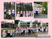 さくらくみ🌸楽しみにしていた動物園遠足！歩き方も並び方もとても上手で、たくさんの動物を見ることができました！動物達を間近で見て、鳴き声も聞いて、大興奮のさくらくみでしたよ🙌
