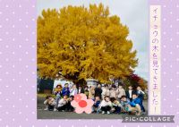 きりんくみ🦒今日は、イチョウの木を見てきました🔆「こんなに大きい木、初めて見た！」「登ってみたいな～！」など、とても楽しんでいましたよ😊